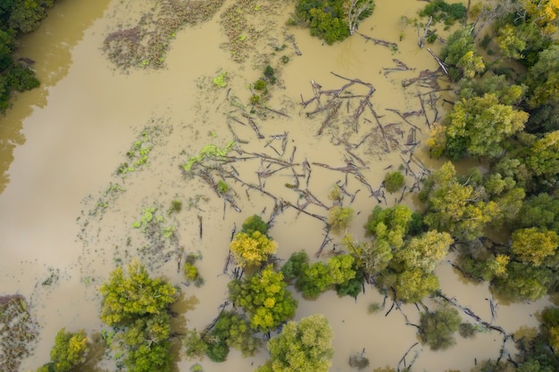 Bosque ribereño inundado con troncos flotando sobre la superficie del agua desde arriba