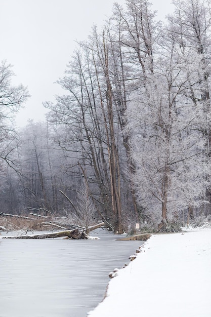 Un bosque y un río en la naturaleza en invierno