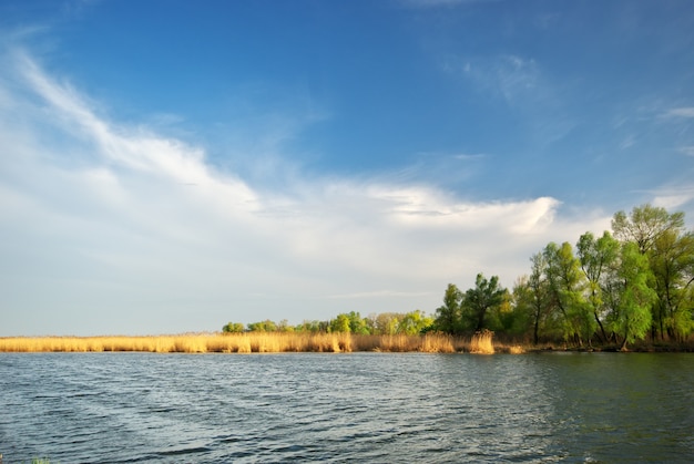 Bosque de río y primavera