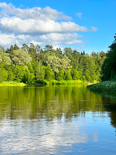 Bosque y río en verano en el centro de Rusia