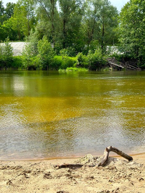 Bosque y río en verano en el centro de Rusia