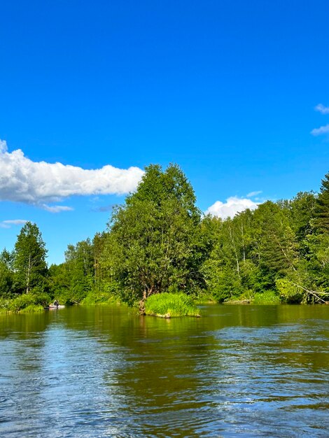 Foto bosque y río en verano en el centro de rusia