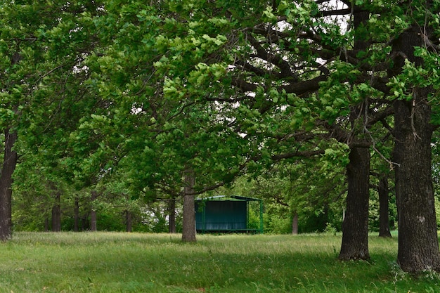 bosque de robles con hojas de color verde oscuro en las ramas y espacio de copia de césped verde