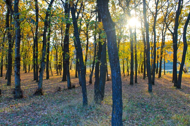 Bosque de robles en otoño