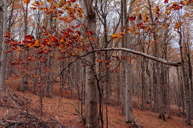 Foto bosque rojo en otoño en colle del melogno italia