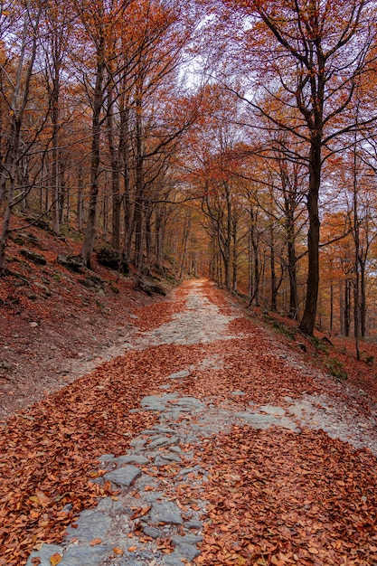 Foto bosque rojo en otoño en colle del melogno italia