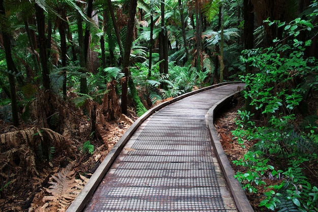 Bosque rojo en Rotorua, Nueva Zelanda