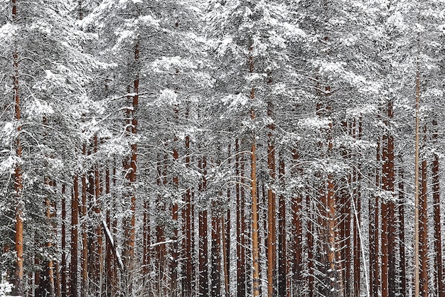Bosque ruso de invierno cubierto de nieve