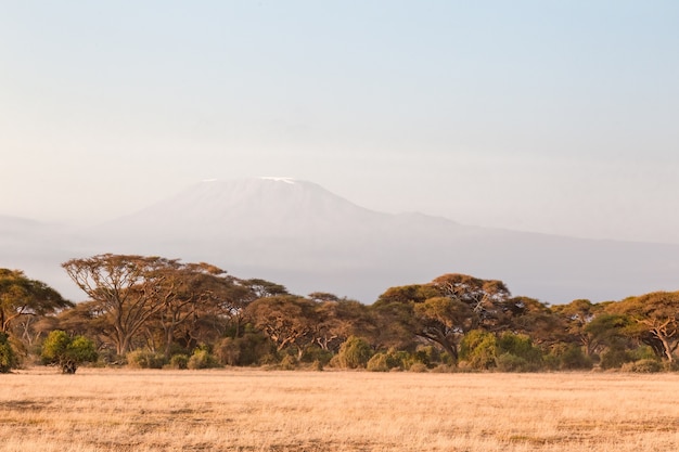 Bosque en la sabana de Amboseli Kenia África