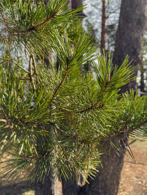 El bosque salvaje se despierta los rayos de sol a través de los árboles la nieve se derrite los arroyos fluyen abetos verdes