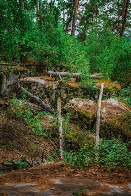 Bosque salvaje con enormes piedras cubiertas de musgo, un paisaje natural místico de la naturaleza del norte