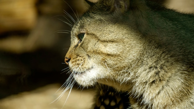 Bosque salvaje gato de los Cárpatos