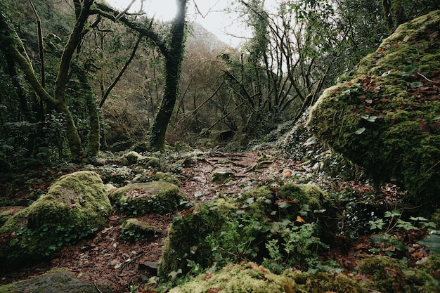 Un bosque salvaje en medio de Galicia