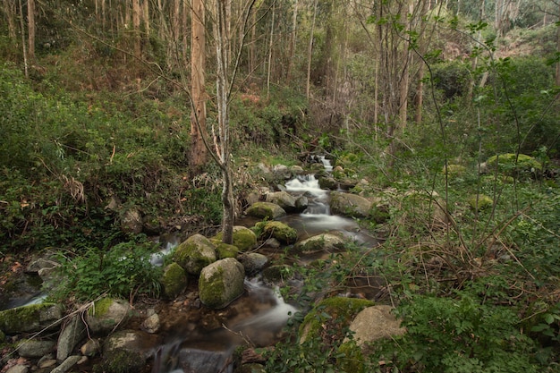 Bosque sano río