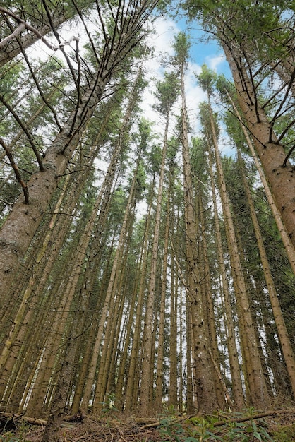 Bosque Schwarzwald en el suroeste de Alemania