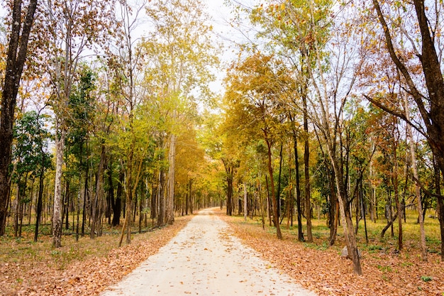 bosque seco a lo largo del camino hacia el parque