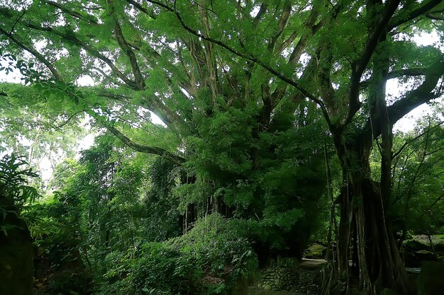 bosque de la selva de asia, fondo de bosque borroso abstracto