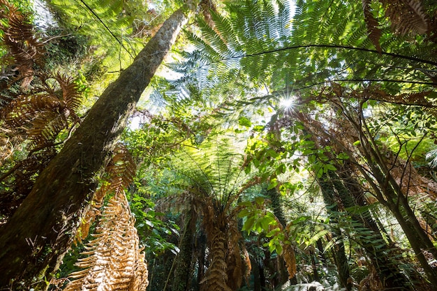 Bosque de selva tropical de Nueva Zelanda.