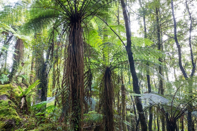 Bosque de selva tropical de Nueva Zelanda.