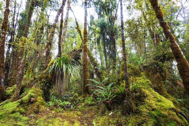 Bosque de selva tropical de Nueva Zelanda.