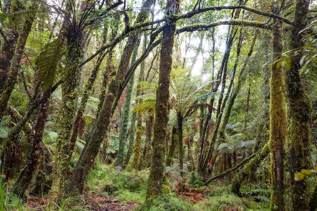 Bosque de selva tropical de Nueva Zelanda.