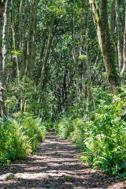 Bosque selvático con sendero y vida silvestre en un día claro y soleado en la isla de Zanzíbar, Tanzania, África Oriental