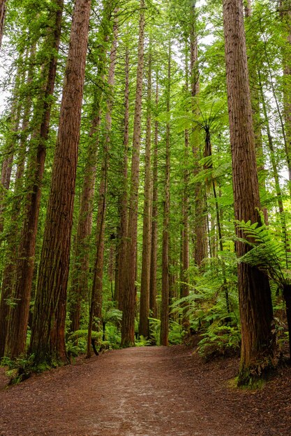 Foto bosque de sequoias de rotorua