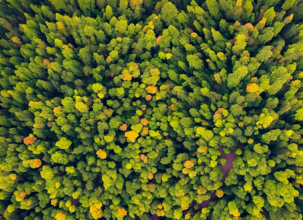 Bosque sereno con árboles adornados con vibrantes colores de verano generados por IA aérea