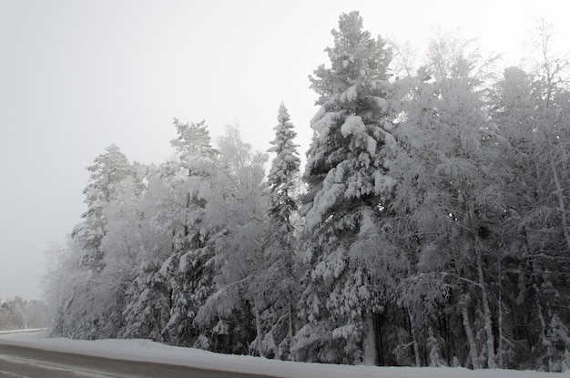 Bosque siberiano en invierno Enormes árboles en los casquetes nevados