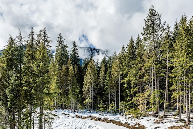 Bosque siempre verde en invierno al pie de las montañas con cielo nublado