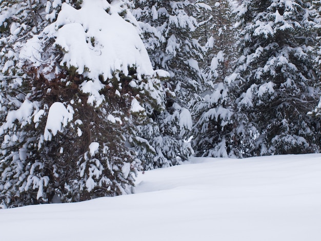 Bosque siempre verde en la nieve en el parque nacional Great Teton.