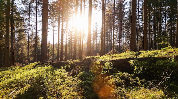 Bosque silencioso en primavera con hermosos rayos de sol brillantes