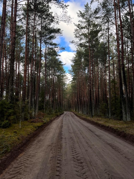 Bosque sinuoso pista de grava en un día de Moody Paisaje de bosques europeos