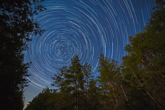 Bosque sobre un fondo de cielo estrellado