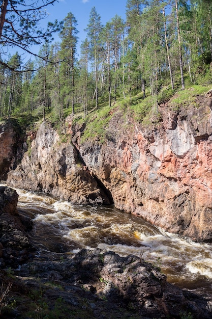 Bosque sobre las rocas en el cañón del río tempestuoso, Finlandia. Parque Nacional Oulanka