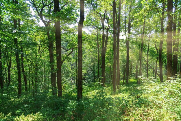 Un bosque con un sol brillante que brilla a través de los árboles.