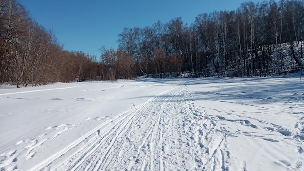 Bosque soleado de invierno Abedules en la nieve