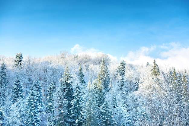 Bosque soleado de invierno con pinos en la nieve y el cielo azul