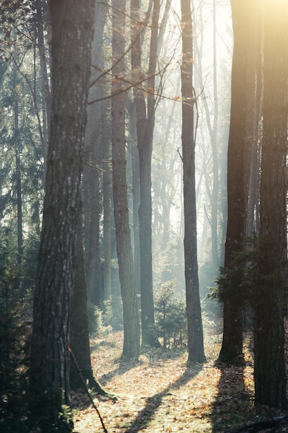 Bosque soleado de otoño en las montañas