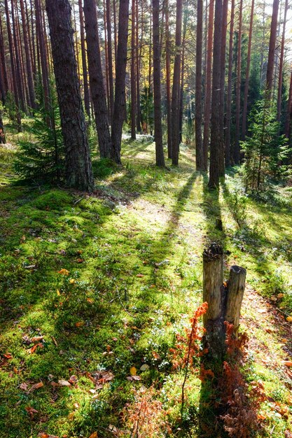 bosque soleado