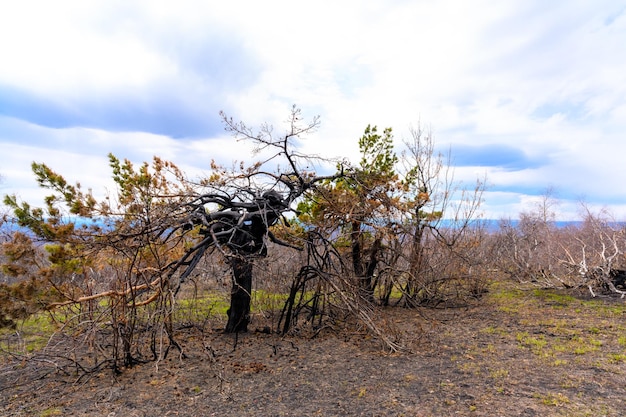 Bosque del sur de los Urales con una vegetación paisajística única y diversidad de la naturaleza