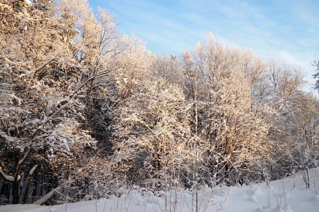 Bosque de taiga mixto en invierno en clima helado claro después de fuertes nevadas grados de temperatura del aire