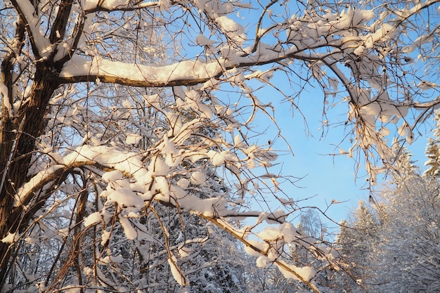 Foto bosque de taiga mixto en invierno en clima helado claro después de fuertes nevadas grados de temperatura del aire