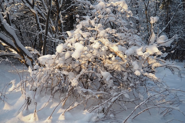 Bosque de taiga mixto en invierno en clima helado claro después de fuertes nevadas grados de temperatura del aire