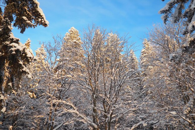 Bosque de taiga mixto en invierno en clima helado claro después de fuertes nevadas Temperatura del aire 27 grados centígrados Flora de Karelia Un paseo por el bosque helado congelado Ramas de árboles Clima polar