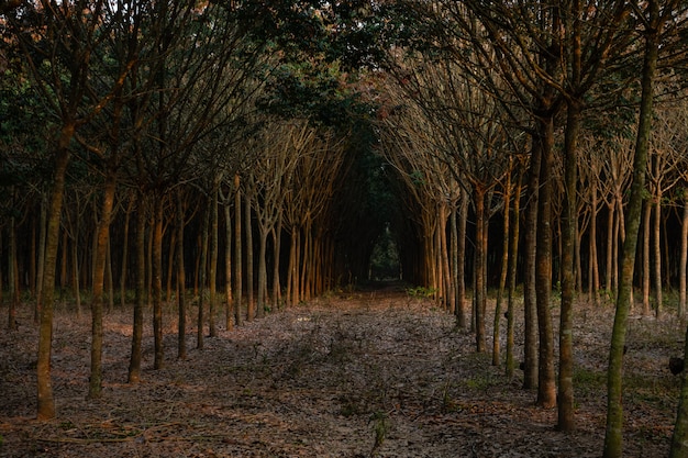 Bosque de tailandia