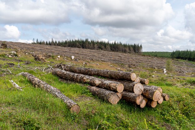 Foto bosque talado en forma de wicklow.