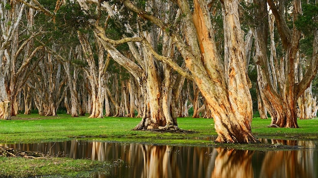 El bosque del té.