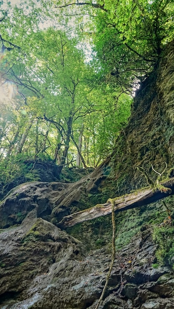 Bosque de tejo-boj en Sochi. Bosque profundo. Rusia