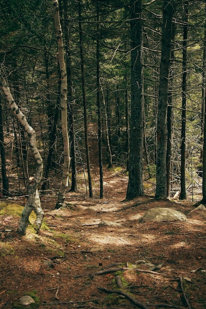 Bosque de tejos con musgo y ramas con hojas verdes Luz natural Imagen de fondo del bosque